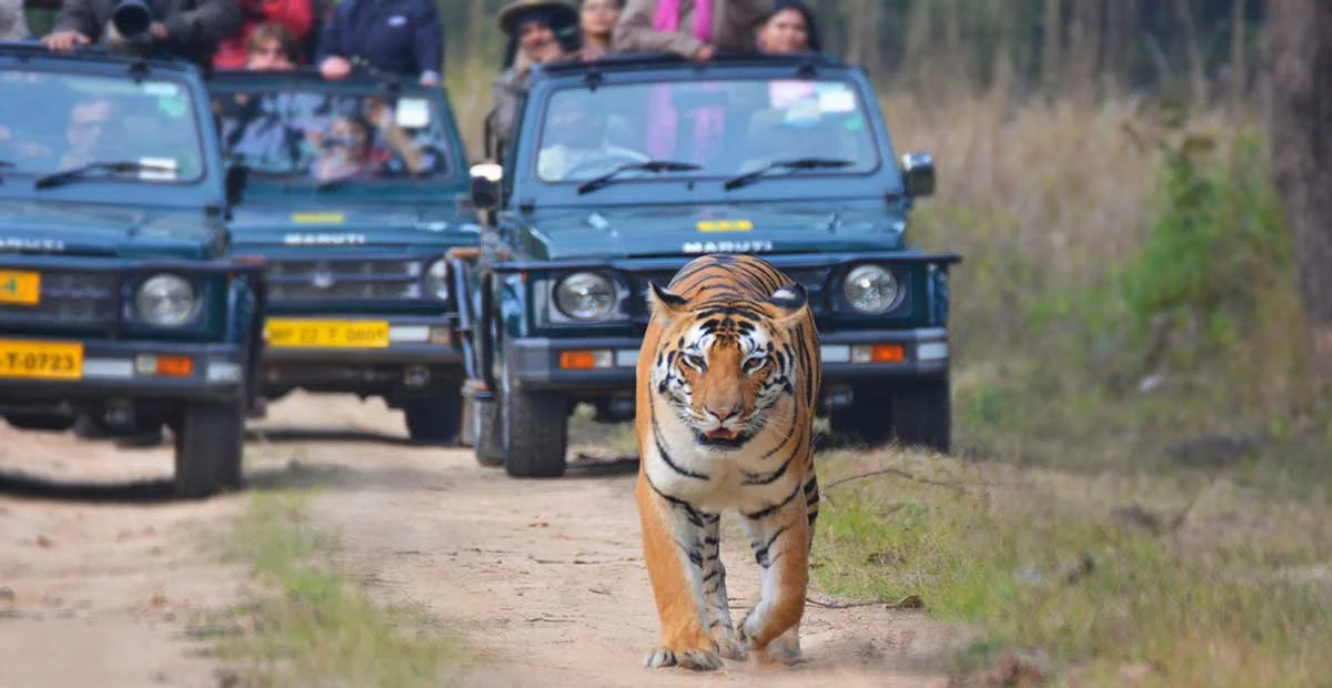Wildlife Safari Image 1