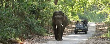 Wildlife Safari Image 2