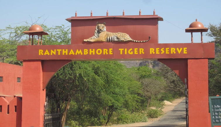 Wildlife Safari Image 5